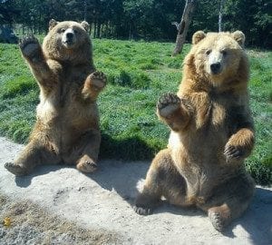 2 bears sitting