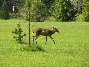 deer running across meadow