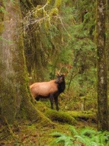 Elk peeking out from behind tree
