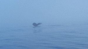 tail of whale sticking out of water