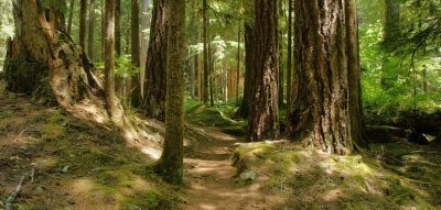 path between tall trees