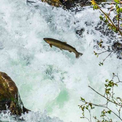 Salmon swimming upstream