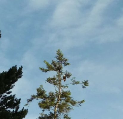 Eagle in a tree against a brilliant blue sky