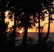 Sunset through trees