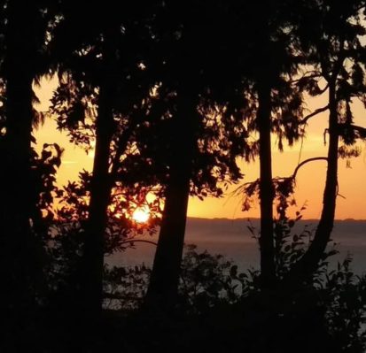 Sunset through trees