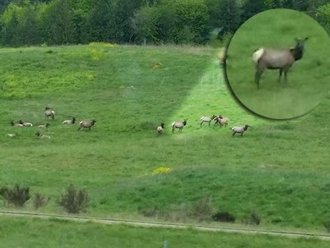 elk
