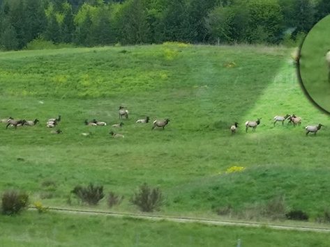elk
