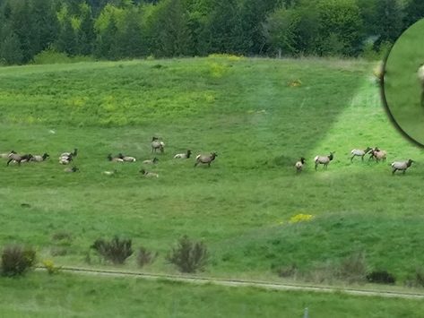 elk