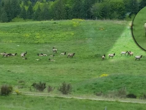 elk