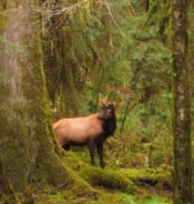 Elk peeking out from behind tree