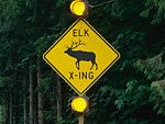 Elk crossing sign