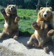 2 bears sitting