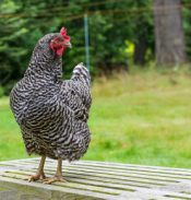 black and white chicken sitting on bench