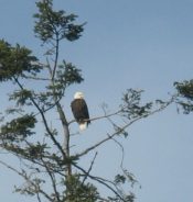 eagle sitting in tree