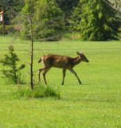deer running across meadow