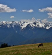 Hurricane ridge with deer on grass and sow-capped mountains in distance