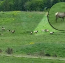 elk
