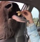 person feeding buffalo from inside car window