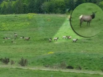 elk