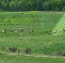 elk