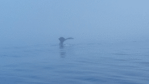 tail of whale sticking out of water