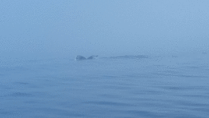 tail of whale sticking out of water