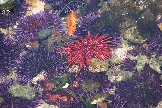 tidepool