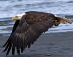 Eagle flying over shore