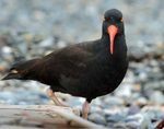 black bird