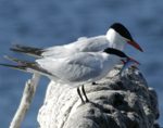 two white birds