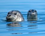 Two seals swimming