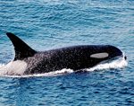 whale surfacing in water