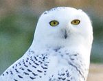 white owl