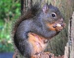 Squirrel on tree