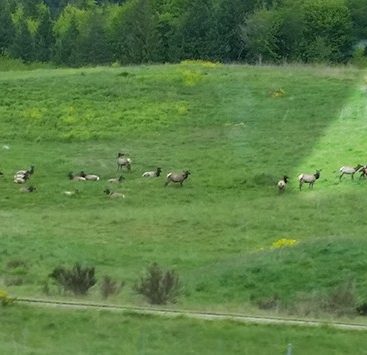elk