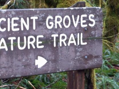 Ancient Groves Nature Trail is the northern part of the Hoh Rainforest