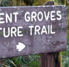 Ancient Groves Nature Trail is the northern part of the Hoh Rainforest