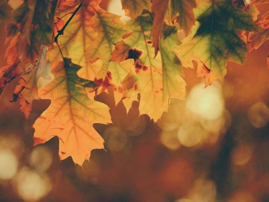 Fall leaves of various colors