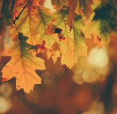 Fall leaves of various colors