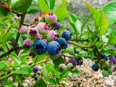 Blueberries on vine