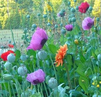 garden of various types of flowers