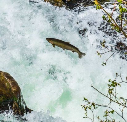 Salmon Cascades