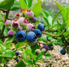 Blueberries on vine