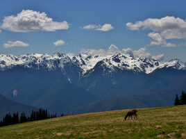 Hurricane ridge with deer on grass and sow-capped mountains in distance