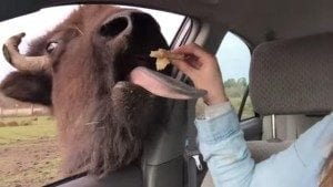 person feeding buffalo from inside car window